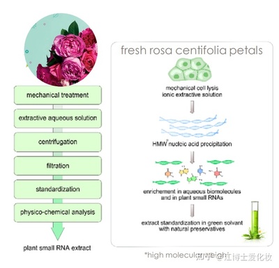 植物提取物 化妝品中的智慧之選，還是營銷噱頭？